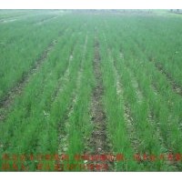 供应营养袋侧柏