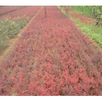 供应红叶小檗 小叶女贞、红叶石楠、紫叶矮樱、黄刺玫