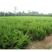 供龙柏 高山黄杨，雪松，侧柏，油松，红叶李，白皮松