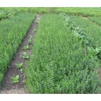 出售六十公分樟子松树苗 营养盒装