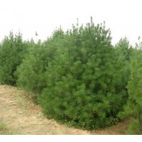 长期供应3年营养钵白皮松 1-4米白皮松