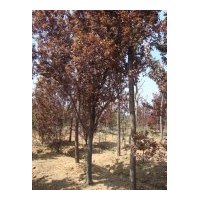 供应红叶李 紫叶李3公分4公分5公分6公分7公分8公分9公分10公分