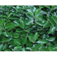 大叶黄杨供应