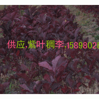 供应，扦插苗，紫叶稠李，紫叶风箱果