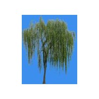 供应山东巨野国槐 法桐 垂柳 白蜡