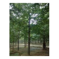 达丰银杏苗木基地最新银杏树