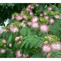 大量供应07速生杨 毛白杨 国槐 法桐 速生柳 白腊 千头椿