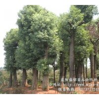 供应香樟-香樟树-香樟价格-香樟树价格