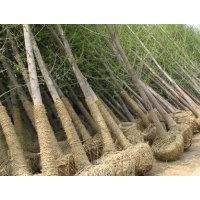 长期供应2--80公分银杏实生，嫁接树