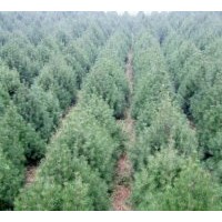 【白皮松 白皮松种子】