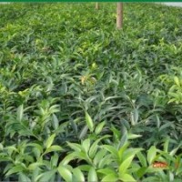 大量供应地径3-5公分竹柏绿化苗木