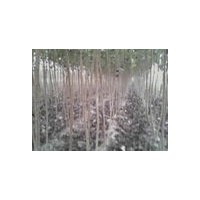 出售3-8公分速生杨山西运城广源苗圃有售