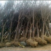 槐树/国槐苗木/白蜡树/国槐种植