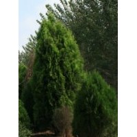 供应1米2米3米侧柏//白皮松//油松//华山松//侩柏