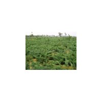 基地批发爬地柏.蜀桧.塔柏.北京桧.洒金柏.龙柏.