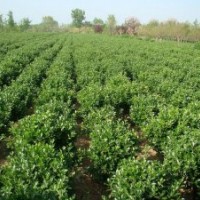 山东烟台供应大叶黄杨、金叶女贞、木槿等