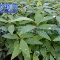 桢楠苗/金丝楠木苗