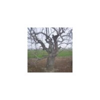 枣树苗景观枣树造型枣树古装枣树花瓶枣树