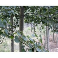 常年供应椿树.毛白杨苗.１０７杨.白蜡.柳树.国槐.法桐.合欢.