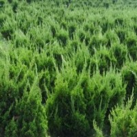 供应龙柏，龙柏球，蜀桧，北京桧，地柏等苗木