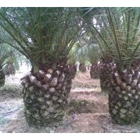 出售加拿利海枣