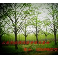 出售银杏树  银杏盆景