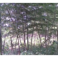 长期 供应 毛竹以及多种竹类品种 量大从优