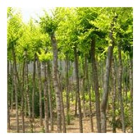 大量供应高低金叶榆