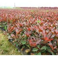 供应红叶石楠（容器苗）500万