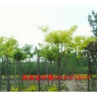 供应金叶槐 矮接金叶槐