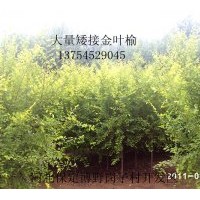 供应；金叶榆、金叶槐、香花槐、嫁接垂柳、白蜡、电话1375452904