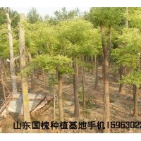 国槐基地直供国槐