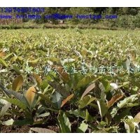 供应厚朴苗木，厚朴，赤朴，烈朴，川朴