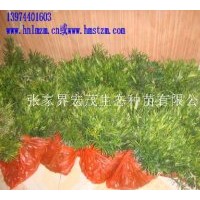 供应罗汉松苗，罗汉松种子，造型树罗汉松