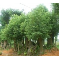 绿色环卫者---香樟