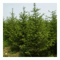 供云杉 珍珠梅、黄刺梅、红玫瑰、连翘、迎春、水蜡.棣棠、红瑞木