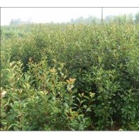 我基地现有大量红叶石楠 独杆低价直销