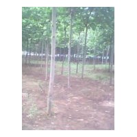 供应平阴国槐 法桐 垂柳、速生柳、金丝柳、馒头柳、樟河柳