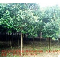 供应大叶女贞 国槐、栾树、白玉兰、紫玉兰、黄玉兰、广玉兰、樱