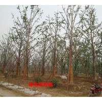 供应银杏大树