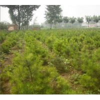 供应两年生油松 雪松。刺柏。塔柏。侧柏