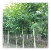 供毛白杨１０７杨法桐白蜡国槐柳树，椿树，合欢
