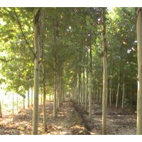 法桐2011最新--专业种植法桐、绿化法桐，速生法国梧桐，国槐、黄