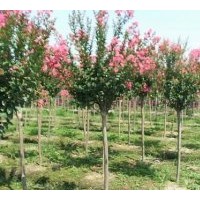 供应香樟 栾树 乌桕 桂花 紫薇 重阳木各种规格