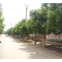 供应山东国槐 法桐 合欢 千头椿 碧桃 红叶李等
