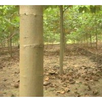 最新速生法桐小苗大量供应 规格0.5----25公分速生法桐树