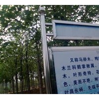 供应马褂木乌桕3公分4公分5公分6公分7公分8公分10公分价格