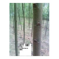 供国槐，千头椿，臭椿，法桐，合欢，白蜡，速生柳，毛白杨