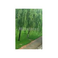 供应国槐 法桐 垂柳 大叶女贞、紫叶李、马褂木等
