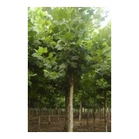 供应1-20公分法桐 国槐 白蜡